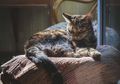 Ditemukan Kucing Pertama yang Positif Virus Corona di Belgia
