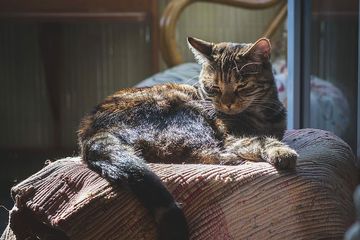 Virus corona di kucing ditemukan untuk pertama kalinya.