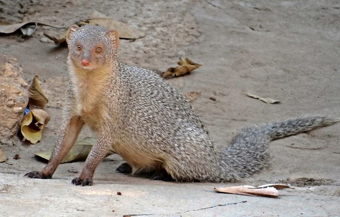 Selain Musang Madu, 5 Hewan Ini Juga Tidak Takut Melawan Ular Berbisa