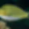 Supaya Ikan di Dalam Akuarium Bisa Bertahan Lama, Simak Tips Cara Merawat Hewan Peliharaan Ini