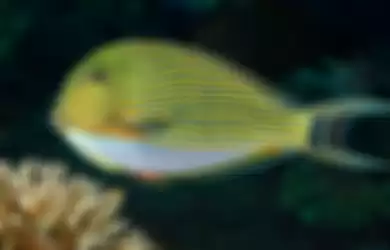 Merawat hewan peliharaan ikan di akuarium