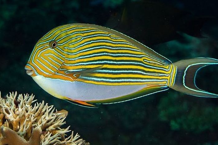 Supaya Ikan di Dalam Akuarium Bisa Bertahan Lama, Simak Tips Cara