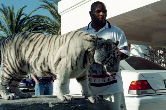 Mike Tyson pernah mengurung pelatihnya, Jeff Fenech di kandang harimau miliknya