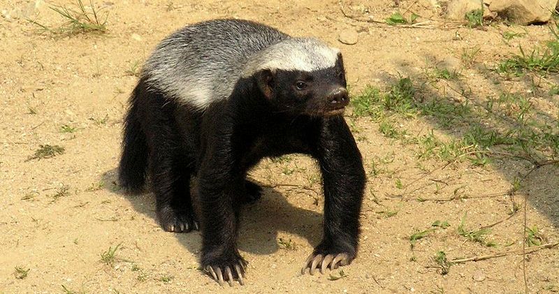 Suka Memangsa Ular Benarkah Musang Madu Kebal Terhadap Bisa Ular