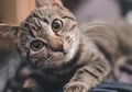 Studi : Kucing Bisa Tularkan Virus Covid-19, Penggemar Hewan Ini Diminta Batasi Interaksi