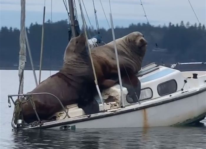 Penampakan dua singa laut raksasa yang menaiki kapal di teluk Eld, Washington, Amerika Serikat.