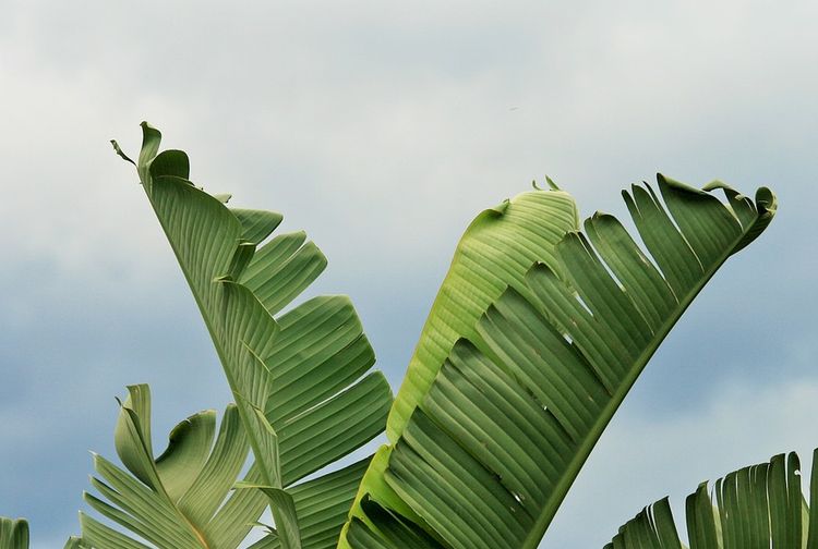 Viral Harga Daun Pisang  di Jepang  Capai Ratusan Ribu 