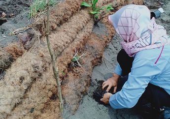 Tanggul Laut Ramah Lingkungan dari Sabut Kelapa Ala Peneliti ITB
