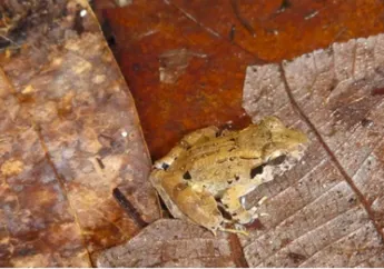 Uniknya Katak 'Bertaring' Terkecil di Dunia, Ditemukan di Sulawesi