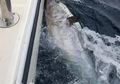 Memancing Ikan Tuna Raksasa Senilai Hampir Rp 46 Miliar, Ketiga Pemancing ini Malah Kembalikan Ikan Tersebut ke Laut, Alasannya Begitu Mulia