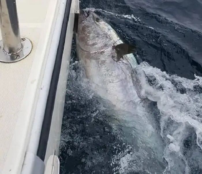 Ikan tuna sirip biru yang ditangkap oleh David Edwards dan teman-temannya dilepas lagi