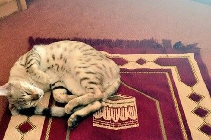 Nabi Muhammad SAW memiliki seekor kucing yang diberi nama Mueeza. 