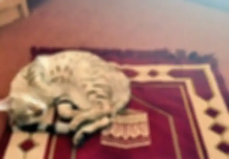 Kisah Mueeza si Kucing Kesayangan Nabi Muhammad yang Selalu Mengeong Saat Mendengar Adzan Seolah-olah Mengikuti Lantunannya