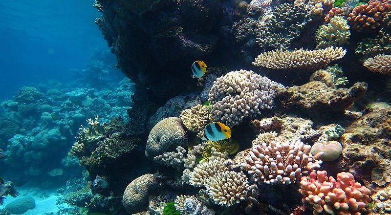 5 Cara Menjaga Terumbu Karang, Salah Satunya dengan Tidak Menyentuh dan