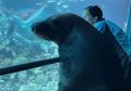 Ditutup karena Wabah Corona, Petugas Sea World Ajak Singa Laut Tur Nengokin Hewan Lain