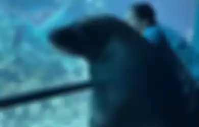 Singa laut bernama Birri diajak petugas Seaworld Australia untuk menengok teman-temannya di akuarium besar.