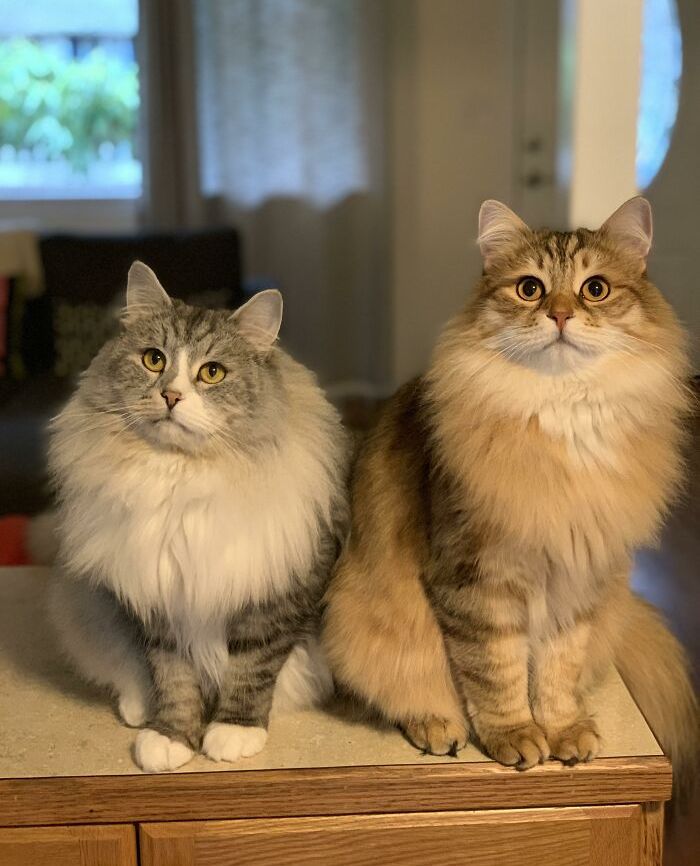 Punya Bulu Super Lebat Yang Indah 10 Kucing Ini Bikin Yang Lihat Jadi Auto Gemas Semua Halaman Kids