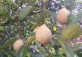 Punya Segudang Manfaat, Siapa Sangka Buah Pala Bisa Diolah Menjadi Panganan Unik Ini, Moms!