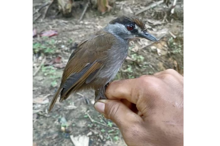 Tidak Terlihat Selama 172 Tahun, Spesies Burung Ini Kembali Terlihat di
