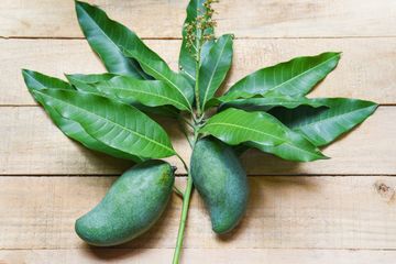 Jarang Diketahui Orang, Ternyata Daun Mangga Punya Beragam Manfaat untuk Kesehatan