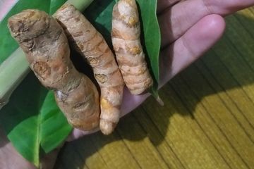 Manfaat berkumur dengan kunyit
