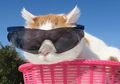 Sedih, Kucing Paling Nyantai di Bumi 'Shiro' Telah Mati untuk Selamanya