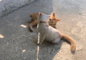 Benarkah Menabrak Kucing Bikin Sial? Ini Fakta yang Tidak Pernah Terungkap Sebelumnya