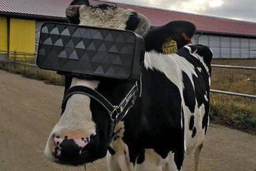 Cuma di Rusia Treatment Sapi Pakai VR, Bikin Sapi Jadi Santai ...