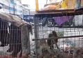 Kepala Anjing yang Terputus, Otak Babi, dan Monyet dalam Kandang Sempit: Video Horor Memperlihatkan Pasar Hewan Liar yang Masih Aktif