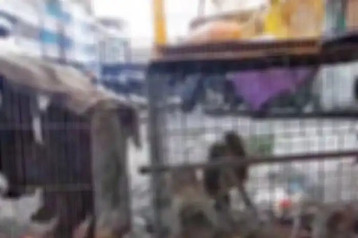 Hewan pembawa virus seperti kelelawar dan luwak dikurung di kandang kotor