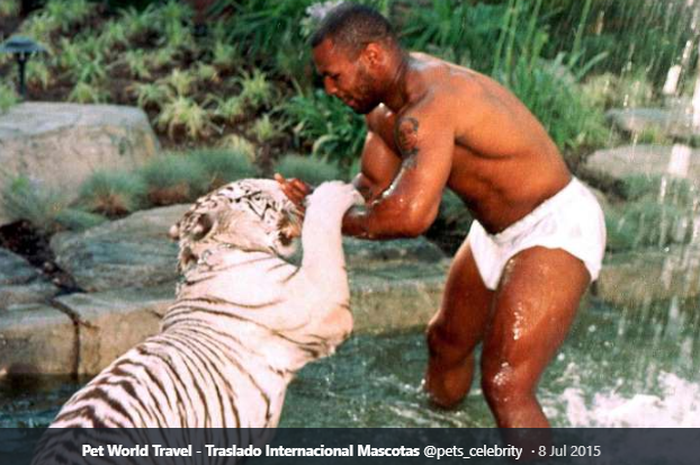 Mike Tyson ketika sedang bermain dengan harimau peliharaannya. 