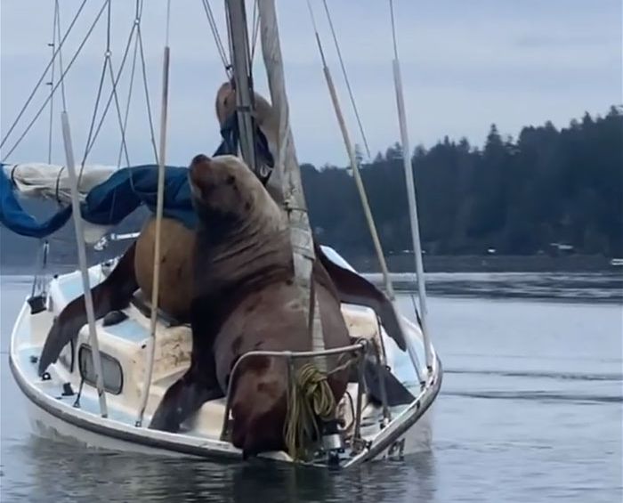Penampakan dua singa laut raksasa yang menaiki kapal di teluk Eld, Washington, Amerika Serikat