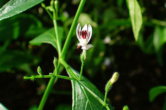 Tanaman Hias Lain, Lewat! Rasakan Bonus Kesehatan Jika Menanam