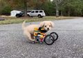 Pakai Lego, Bocah Ini Ciptakan Kursi Roda untuk Anjing Peliharaannya yang Cuma Punya 2 Kaki