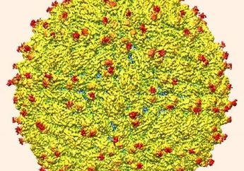 Mutasi Baru Virus Zika Ganas, Mungkinkah Jadi Wabah Berikutnya?