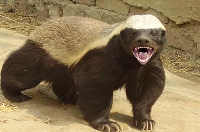 Bukan Singa Atau Macan Inilah Binatang Paling Berani Di Dunia Hai