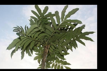 Daun Sungkai Untuk Mengobati Infeksi Virus Covid-19 di Jambi, IDI Provinsi Jambi dan Gubernur Angkat Bicara 