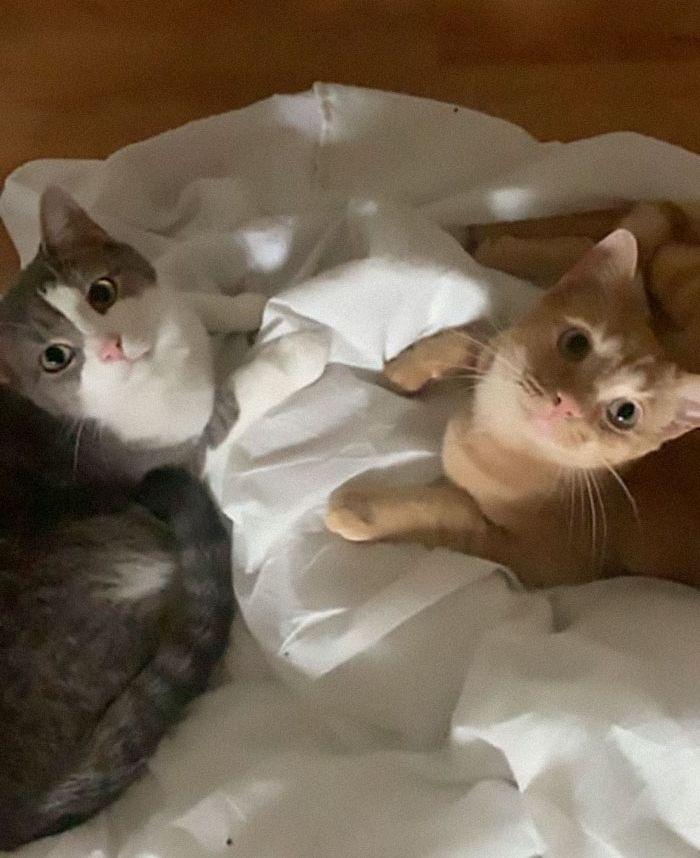 Dari Cerita Lucu Sampai Mengharukan Inilah 5 Kisah Kucing Yang Masuk Rumah Orang Seenaknya Tanpa Diundang Semua Halaman Kids