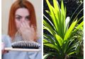 Sudah Tak Perlu Lagi Menangisi Rambut Rontok yang Semakin Banyak, Modalnya Daun Pandan Bisa Ampuh Memperkuat Rambut Hingga Tak Rontok Sehelai Pun