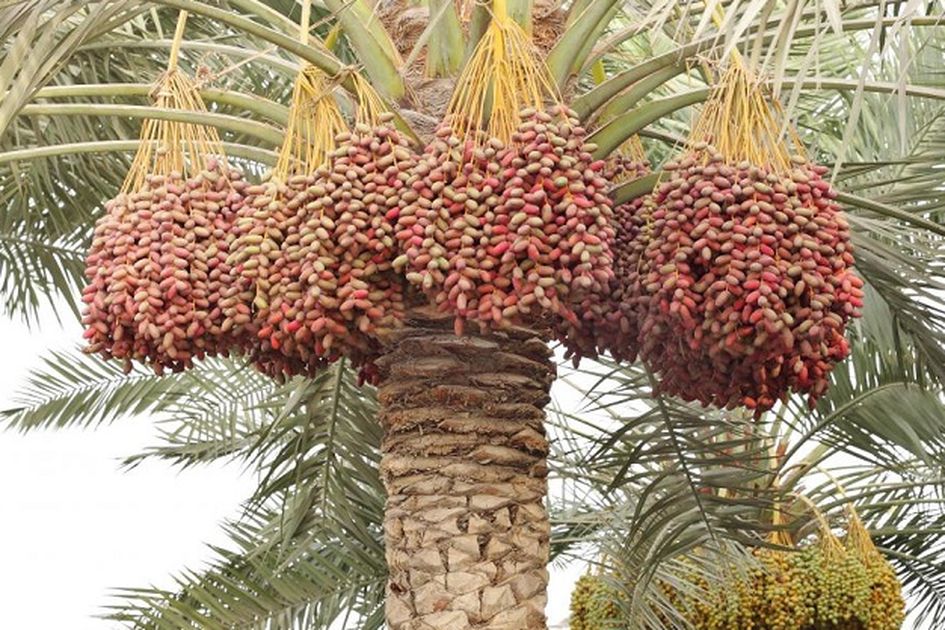 Ramadhan 1440 H Kenali 10 Jenis Kurma Paling Digemari Di Dunia