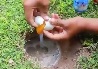 Heboh! Seorang Anak Temukan Ikan Lele Ketika Taruh Telur Kedalam Tanah, Semua Pasti Kaget Saat Lihat Ukurannya