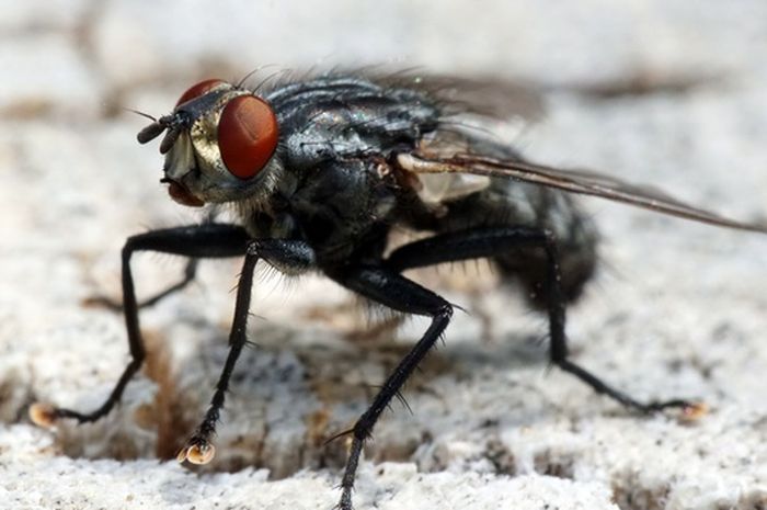 Lalat Di Rumah Dijamin Hempas Dan Berguguran Tanpa Insektisida Dan Bisa Terbukti Dalam Waktu Kurang Dari 1 Jam Semua Halaman Nakita