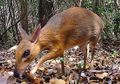 Sempat Menghilang Selama 30 Tahun, Kancil Langka Ini Ditemukan Kembali di Vietnam