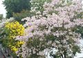 Mirip Bunga Sakura, Ini Fakta Bunga Tabebuya yang Viral di Medsos!