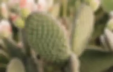 Tanaman kaktus