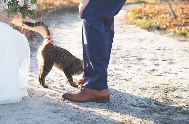 Ternyata Ada Maksud Di Balik Kebiasaan Kucing Yang Suka Menempelkan Kepala Ke Kaki Manusia Dan Kucing Lain Semua Halaman Kids