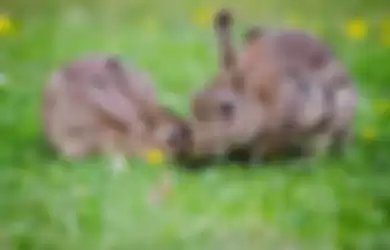 Merawat hewan peliharaan kelinci di rumah