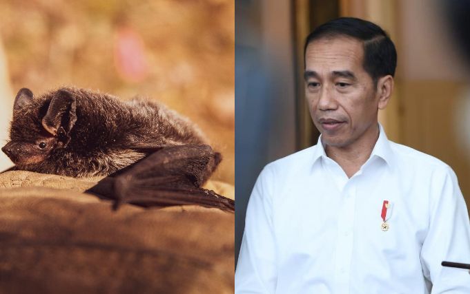 Dianggap Tak Lazim Untuk Dikonsumsi Siapa Sangka Presiden Jokowi