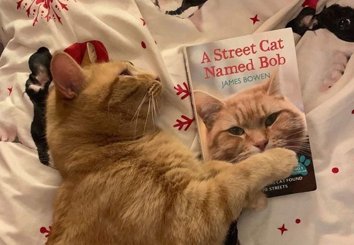 Sempat Terkenal sampai Main Film, Kepergian Bob the Street Cat 