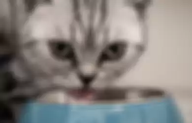 Ilustrasi kucing makan